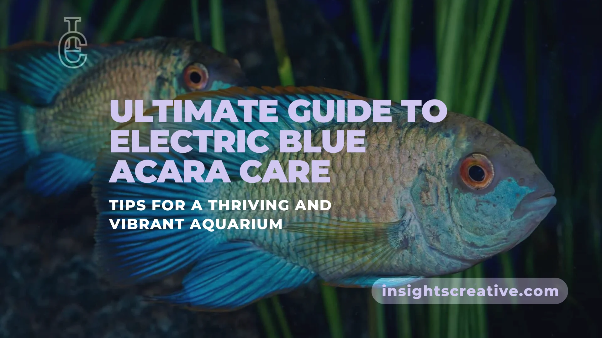 Electric-Blue-Acara ultimate guide