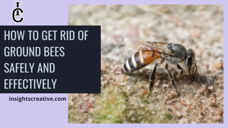 How to Get Rid of Ground Bees Safely and Effectively