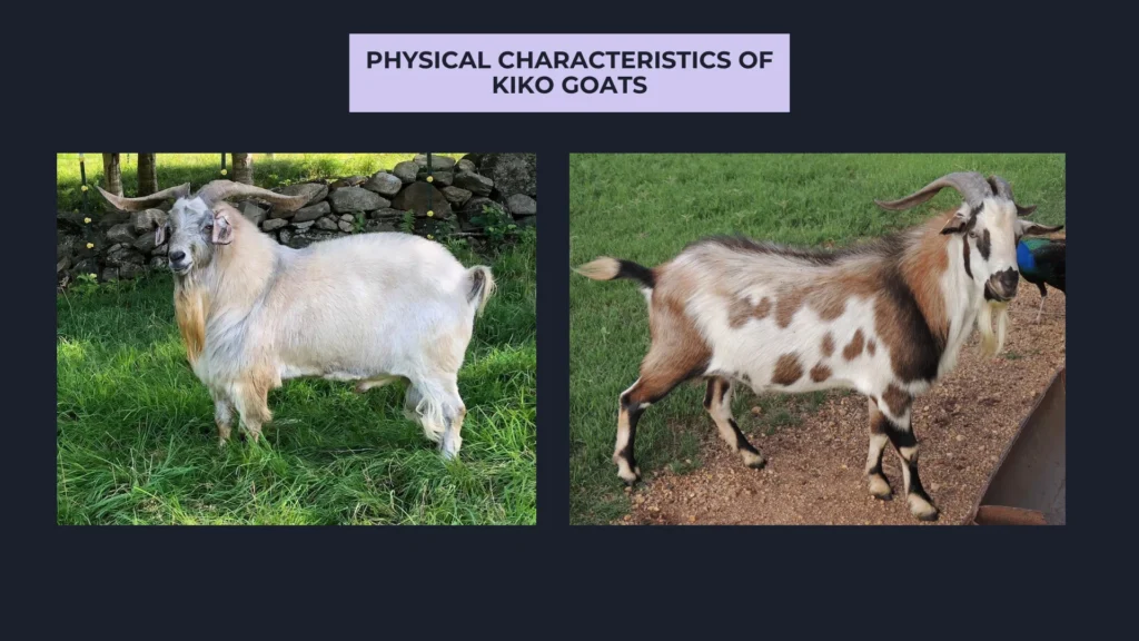 Physical Characteristics of Kiko Goats