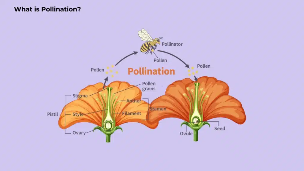 What is Pollination