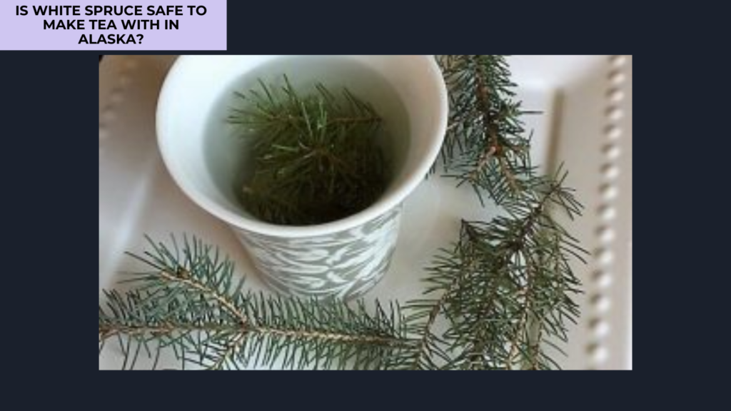 How to Make White Spruce Tea Safely