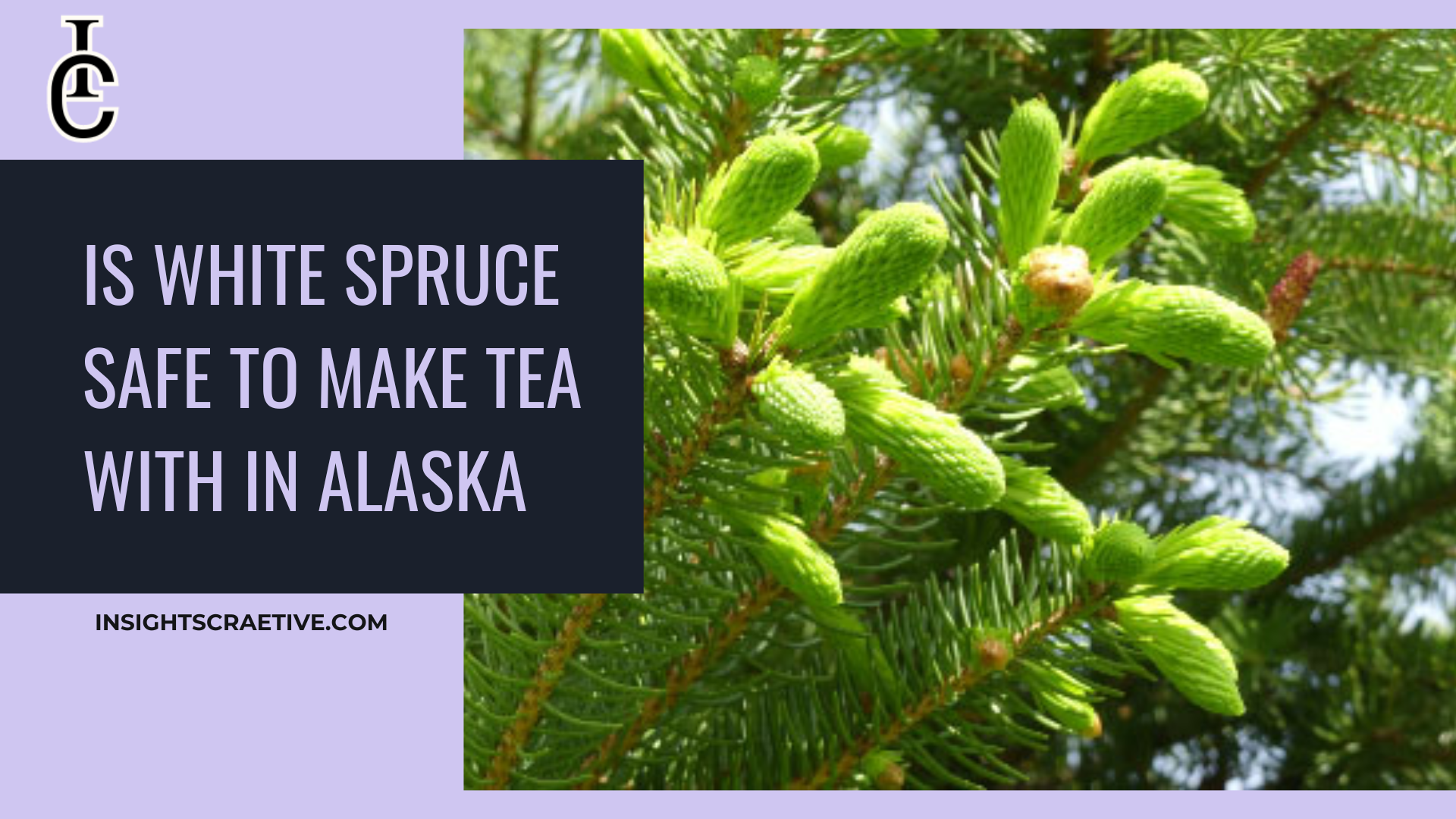 Is White Spruce Safe to Make Tea With in Alaska